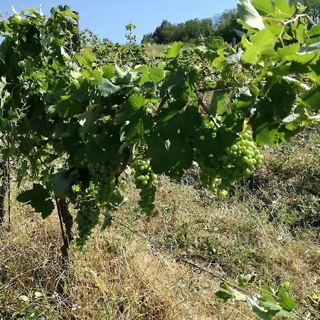 Oasi Di Mastarone - Il Vino E Le Rose בית חווה Momperone